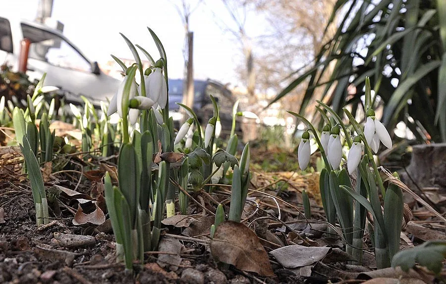 Нови температурни рекорди възвестяват пролетта в страната
