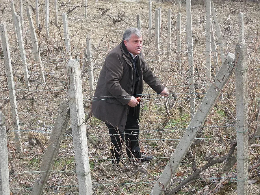 Кмет учи македонци и гърци как се зарязват лозя