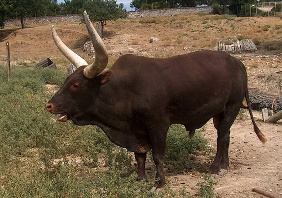 Бик налетя на трима мъже