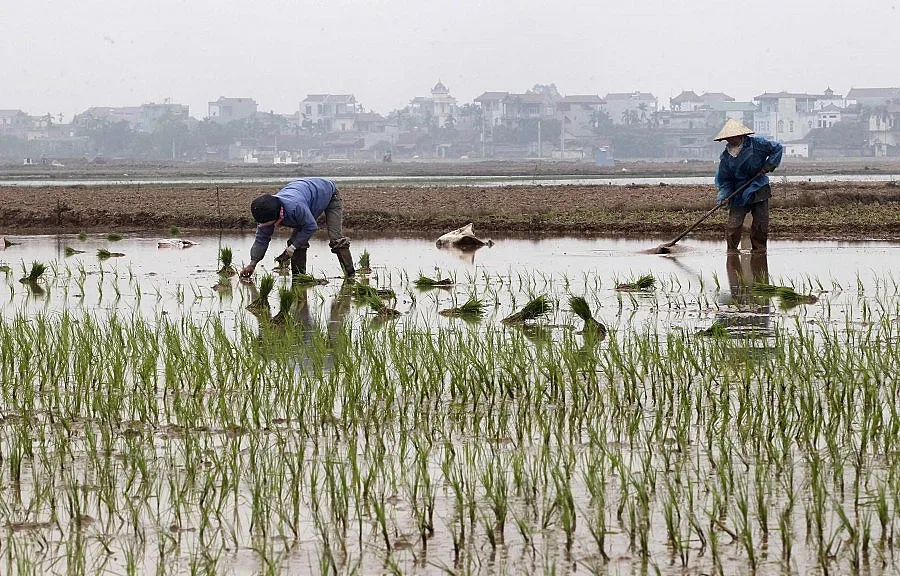 Фирмите извън ЕС няма да купуват родни ниви
