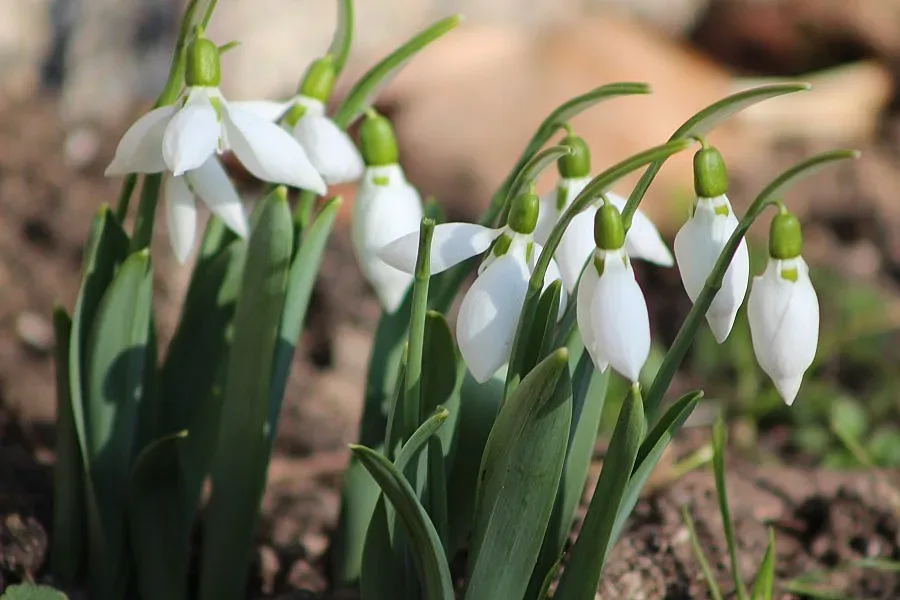 Рекордно топло време в страната