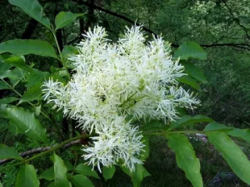 Ванга давала чай от бял ясен на деца с парализа