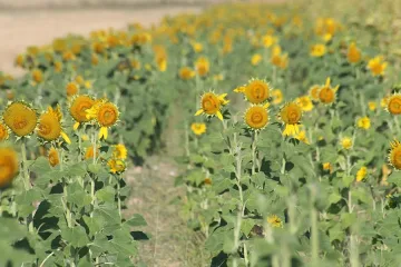 До 20% повече европари за ТКЗС