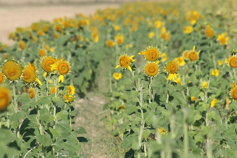 До 20% повече европари за ТКЗС