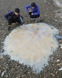 Огромна медуза изплува на плаж в Тасмания