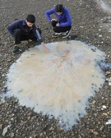 Огромна медуза изплува на плаж в Тасмания