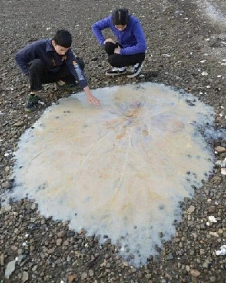 Огромна медуза изплува на плаж в Тасмания