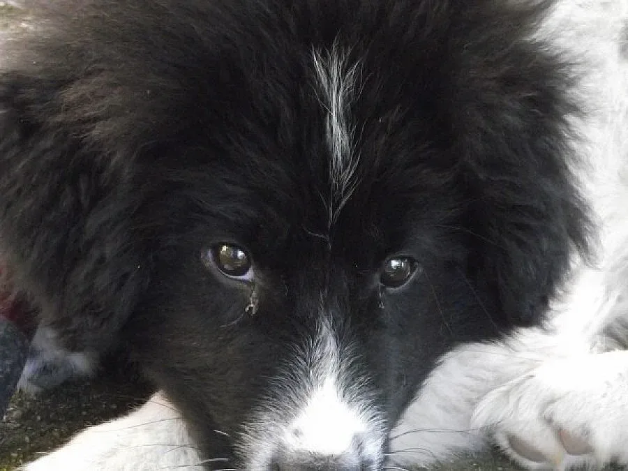 Ловен надзирател застреля две каракачанки