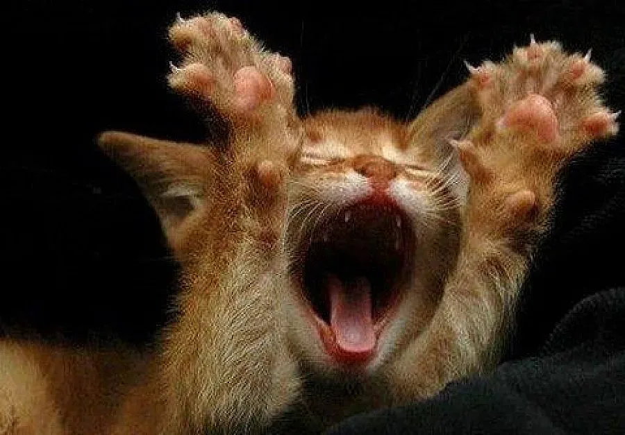 Французин в затвора заради насилие над котка