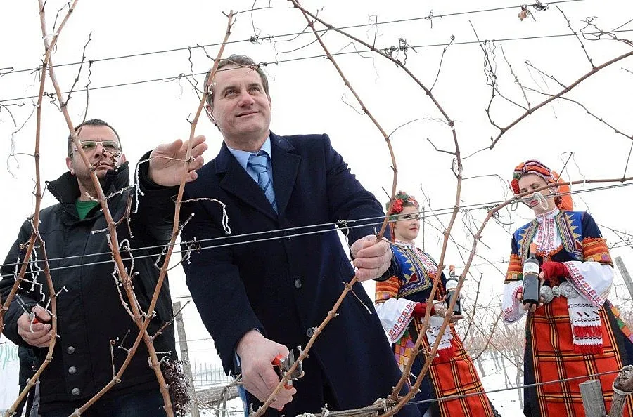 Швейцарци и китайци зарязаха БГ лозята 