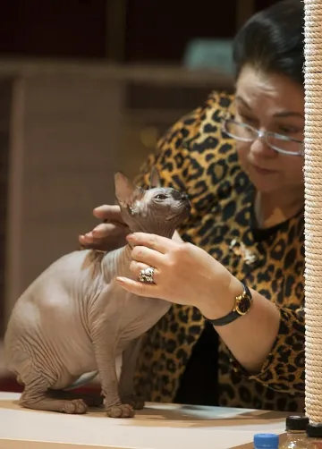 Сфинксът мърка най-сладко 