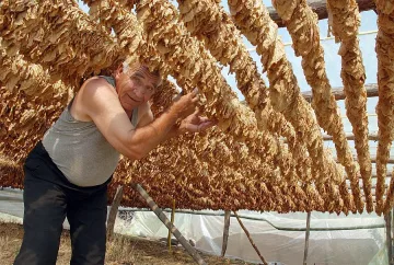 Заковаха тютюна на 5 лева