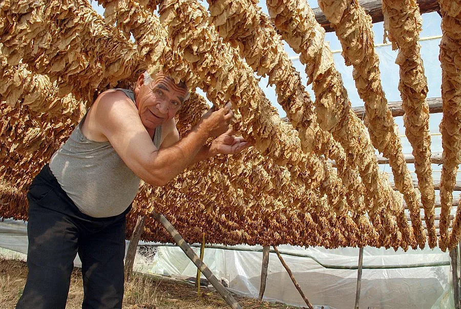 Заковаха тютюна на 5 лева