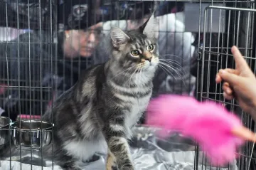 Изложба на котки радва любителите на мъркащите животни
