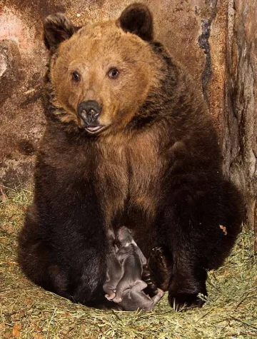 Мечки ще шетат в парк Аязмото