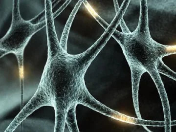 Учени връщат възрастни клетки в ембрионално състояние