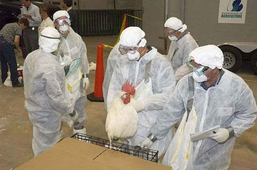 Умъртвяват хиляди пилета заради птичи грип в Хонконг