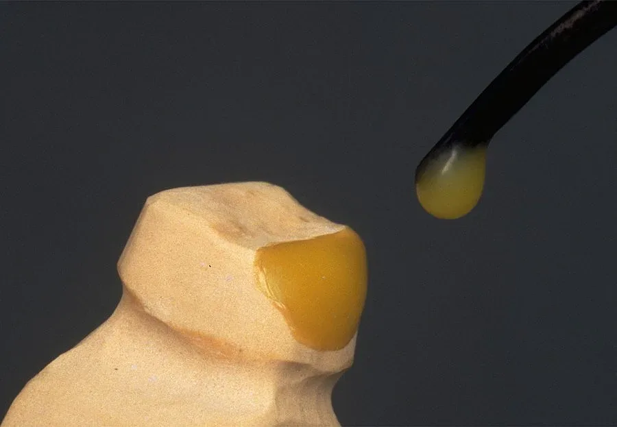 Наши владетели оживяват в парк край Ветрино