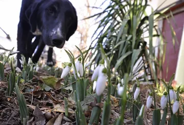 Пролетен понеделник