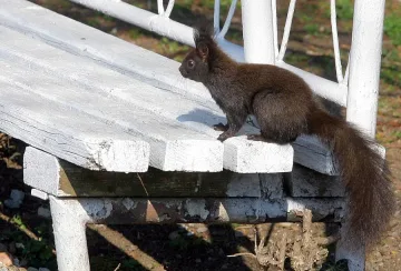 20 градуса във Велико Търново