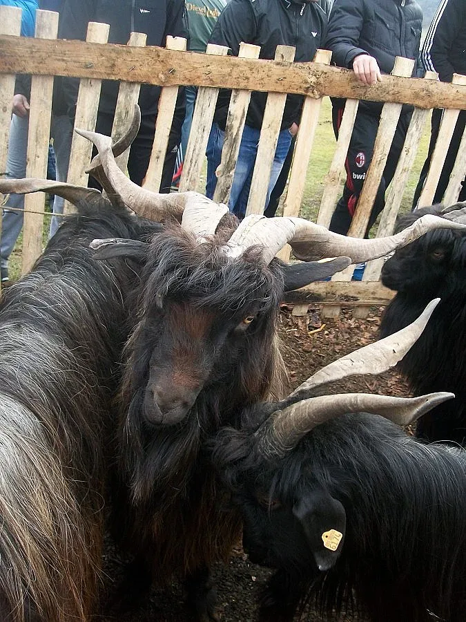 Кози си мериха косъма, а пръчове – рогата