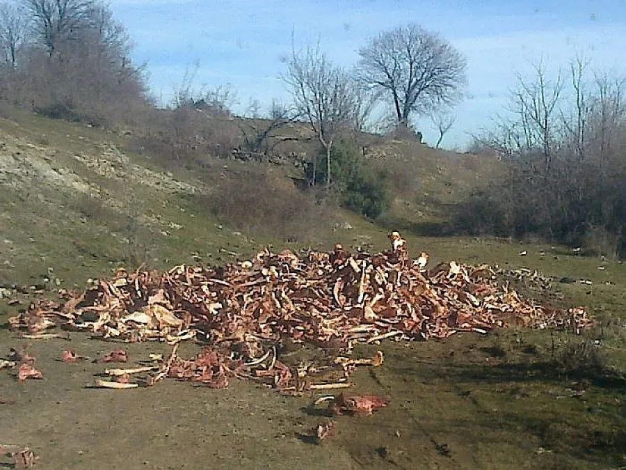 Сметище на животински отпадъци притеснява жителите на Момчилградско 