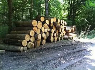 Зам.-кмет стана шеф на ЮЗДП