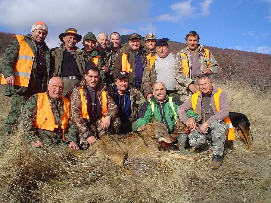 Авджии отстреляха 58-килограмов вълк