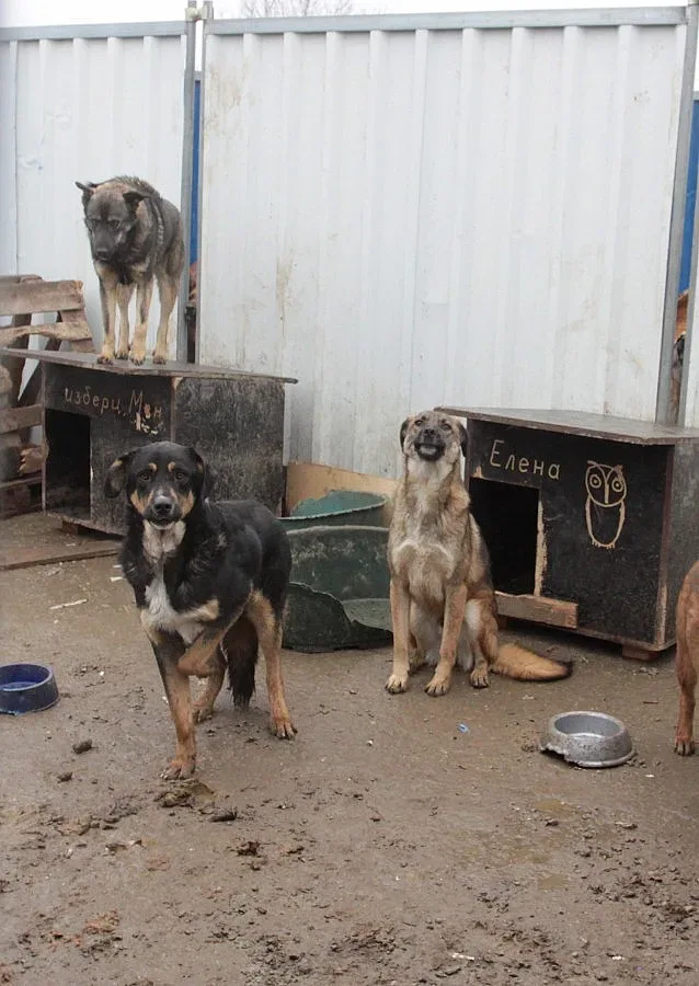 Кучетата от "Богров" в нов дом за 400 бона