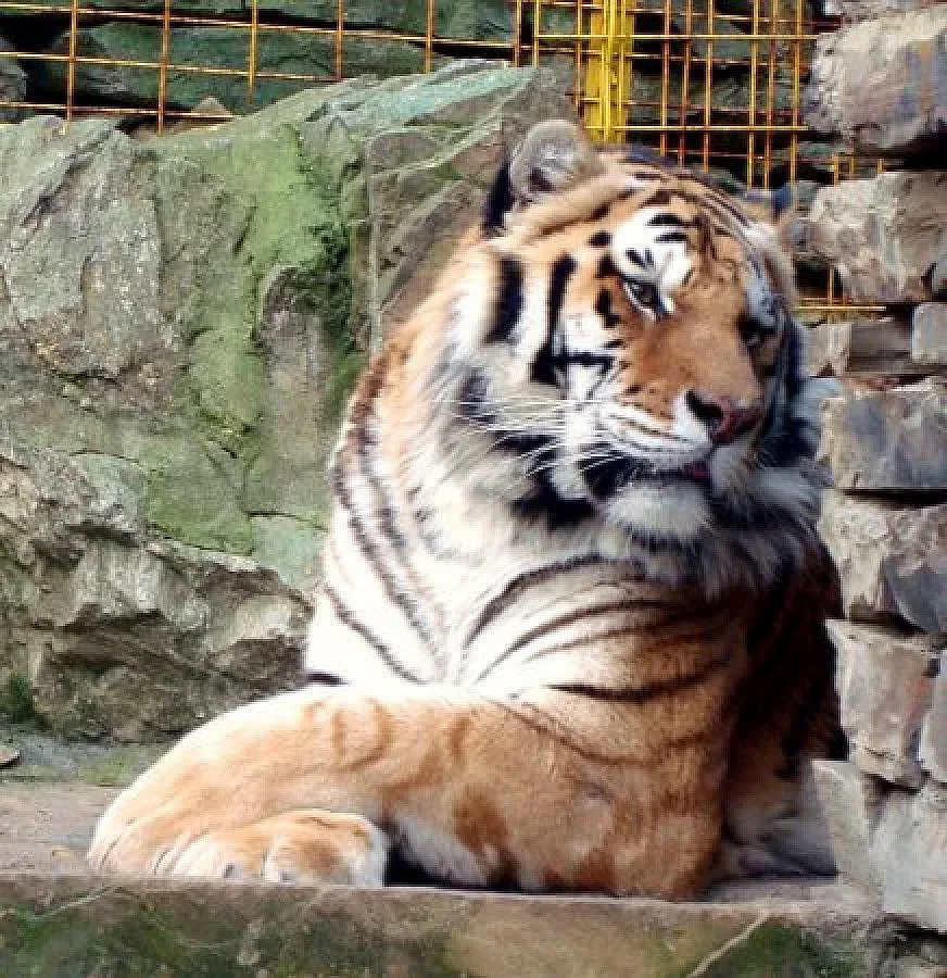 Очакават тигърът на Дамбовеца да стане баща