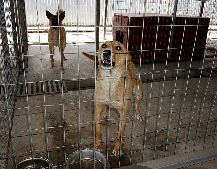 Уволниха шеф на кучкарник заради фалшива диплома