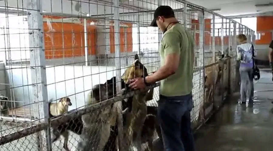 ВИДЕО: Американски актьор събра 133 хил. лири за кучешки приют у нас