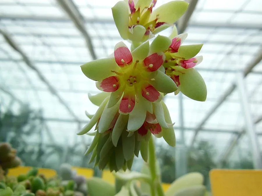 Цветя пренасят посетителите на Ботаническата градина в южното полукълбо