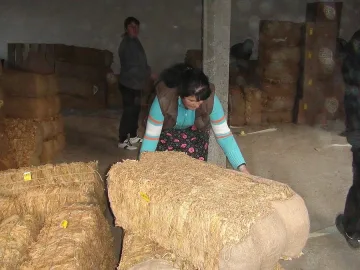 Тютюнопроизводители от Източните Родопи излизат на протест