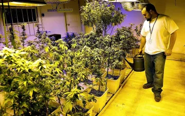 Студенти се учат да отглеждат канабис в щатски университет