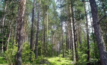 Компания предложи партньорство на Разград за горите  