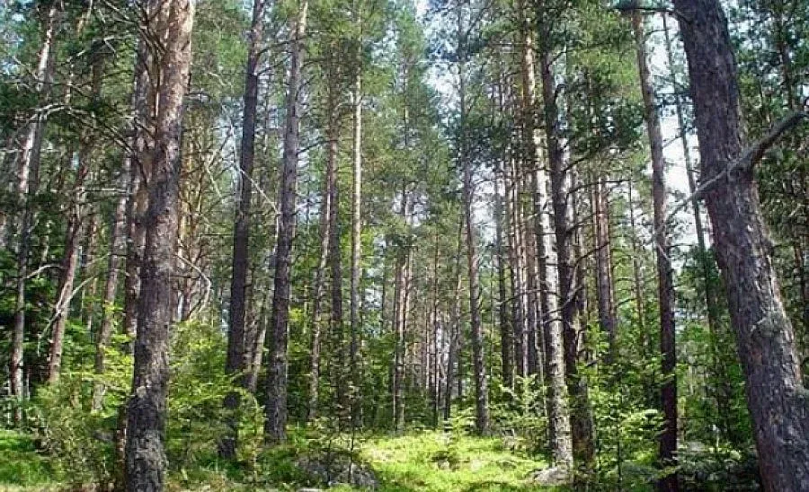 Компания предложи партньорство на Разград за горите