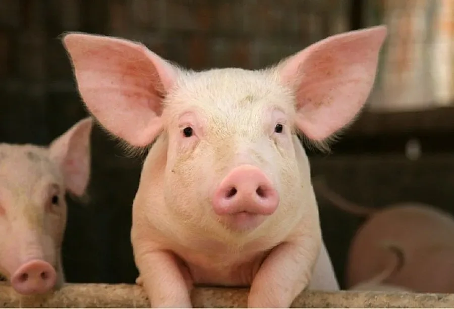 Чума по прасетата отряза износа ни