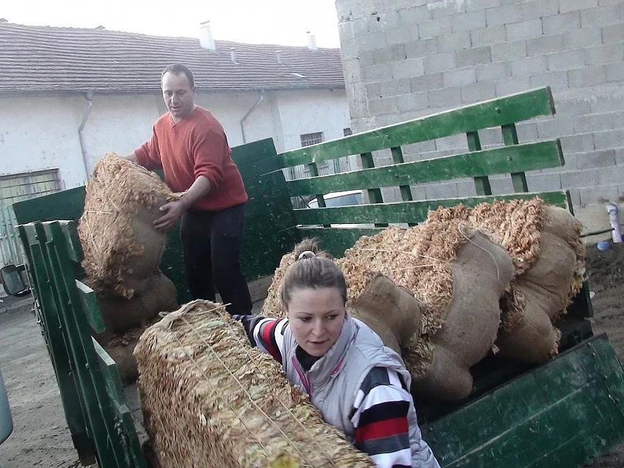 Изкупната кампания за тютюна тръгна на 4,80 за килограм