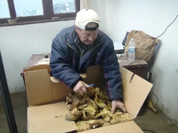 Недоволни тютюнджии в Крумовградско си вземат обратно продукцията 