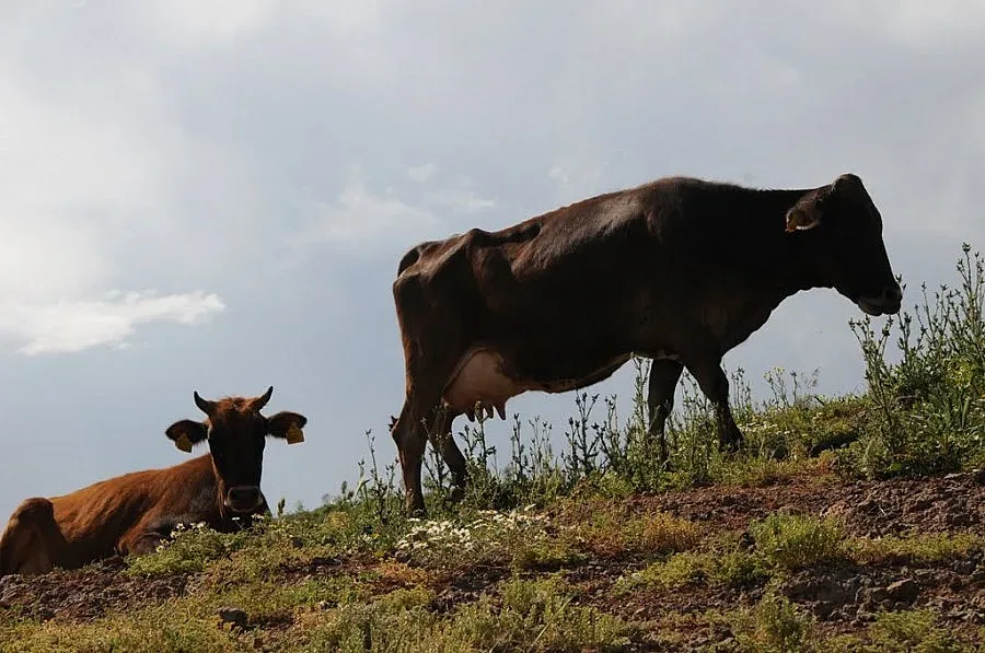 Продадоха „арестуваните" крави в ардинското село Седларци