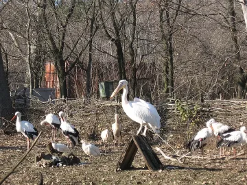 Не хвърляйте елхите - носете ги в зоопарка