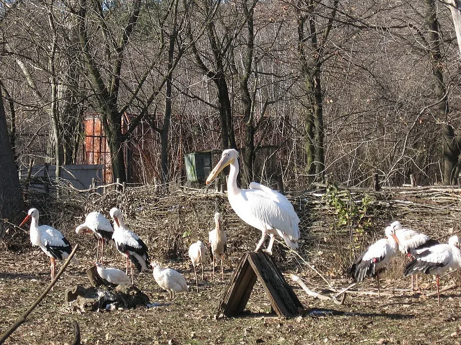 Не хвърляйте елхите - носете ги в зоопарка