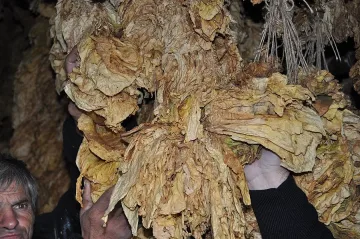 Готвят тютюневи клади по Е-80 заради закъснялата кампания