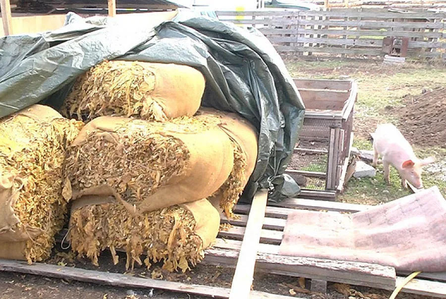 Кампанията по изкупуване на тютюн значително закъснява