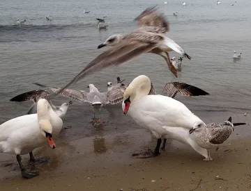 Бургазлия: Варна не е морска столица