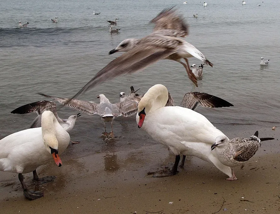Бургазлия: Варна не е морска столица