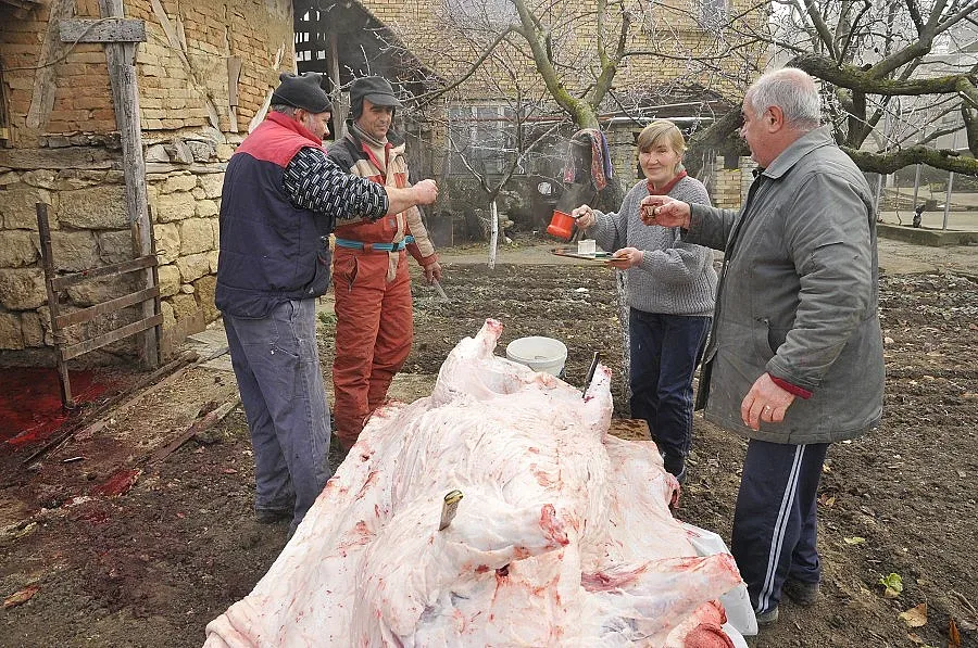 200-килограмовият Гошо изквича за Коледа