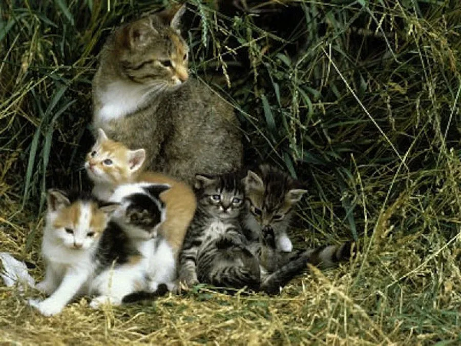 В Италия съдят войник, спасил умираща котка