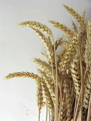 Филия от лимец засища за ден